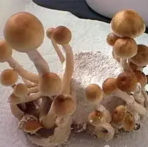 Amazonian Mushroom Spores