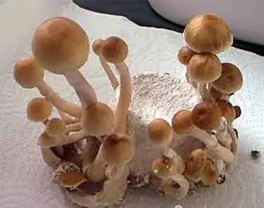 Amazonian Mushroom Spores