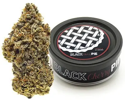 Black Cherry Pie Weed Strain Black Cherry Pie Weed Strain