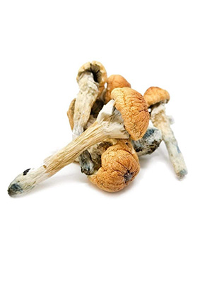 Mushrooms